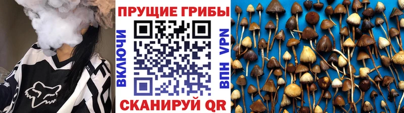 закладка  Аксай  Галлюциногенные грибы Cubensis 